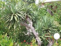 Apartments PROHASKA, Korni